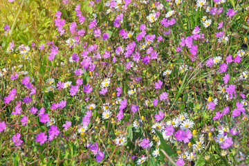 Wildflowers. Pink flowers of wild carnation ( Dianthus caryophyllus ) and daisies among green grass on sunny spring day, background