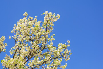 Spring. Branches of blooming cherry tree with white flowers against  blue sky