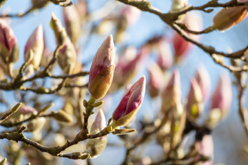 Magnolia tree detail springtime blossom