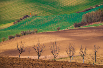 Fototapeta premium Moravské vlnění, landsape, waves, spring