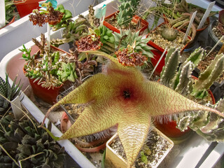 A Large Flower of the Plant Stapelia Gigantea, (Latin), Serves as A Decoration for A Home...