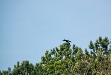 a solitary Raven (Corvus corax) finds treetop pine branches can't support the bird's weight, blue sky background 