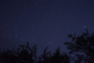 Starry sky seen from the forest