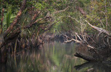 A canal in Sundarbans.Sundarbans is the biggest natural mangrove forest in the world, located between Bangladesh and India.this photo was taken from Bangladesh.