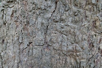 texture of the bark