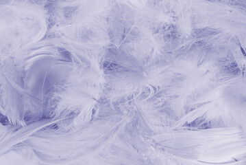 Purple feather as  background, top view.