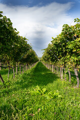 Naklejka premium Gardasee / Verona / Italien