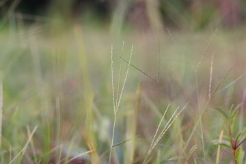 defocused background photo of green leaves of wild grasses in rain forest