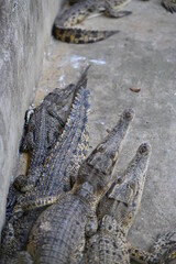 Obraz premium Photos of animals - crocodiles and alligators