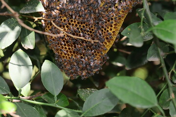 photo of honey bees on the bee hive in the garden