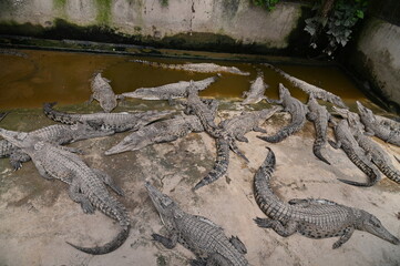 Photos of animals - crocodiles and alligators