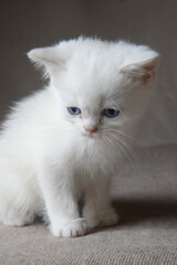 Sad thoroughbred kitten with blue eyes.