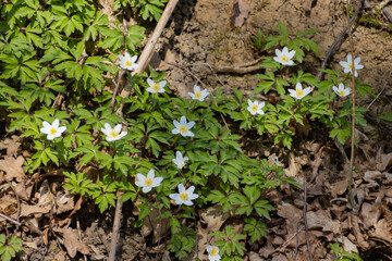 Wood anemone growing in the forest, also called Anemone nemorosa