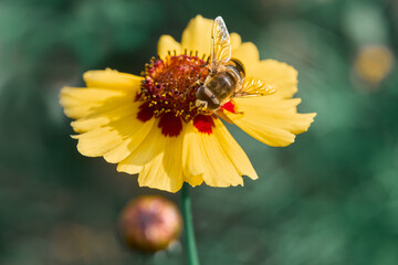 Flower with hover fly Eristalis nemorum in garden