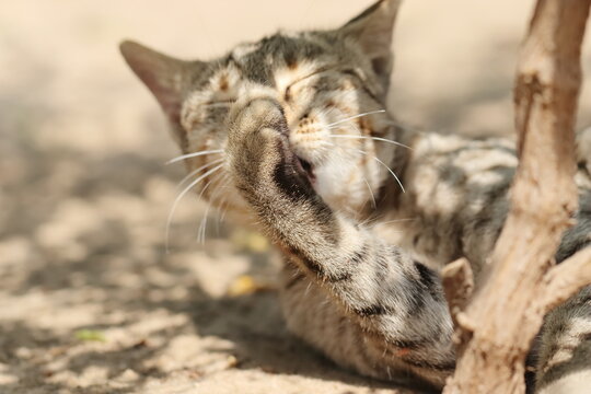 photo of A cat cleaning the toenails while lying down