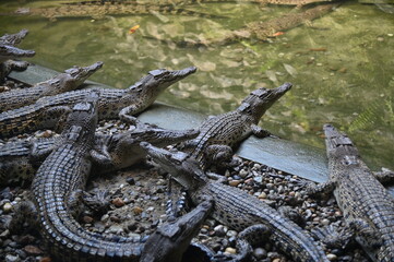 Photos of animals - crocodiles and alligators