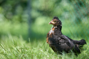 Young black Poland chicken new born