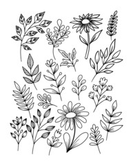 Collection of Hand Drawn Doodle of Leaf and Flower