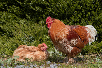 Red rooster and red chicken free range in garden