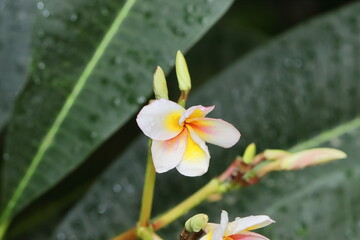 photo of white jasmine (Champa) flower blooming in the garden