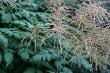 the inflorescences of a cultivated meadowsweet in a garden