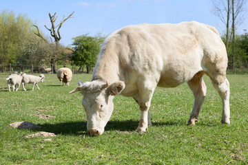 Fototapeta premium White cow with sheep in meadow in Flanders