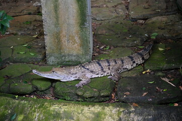 Photos of animals - crocodiles and alligators