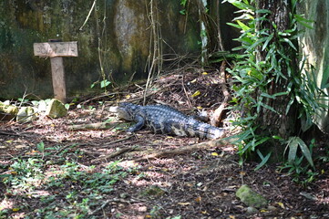 Obraz premium Photos of animals - crocodiles and alligators