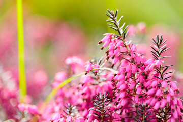 Blooming erica carnea on the field. Pink erica carnea flowers on a blurred background - obrazy, fototapety, plakaty