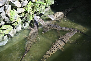 Photos of animals - crocodiles and alligators