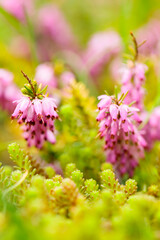 Blooming erica carnea on the field. Pink erica carnea flowers on a blurred background