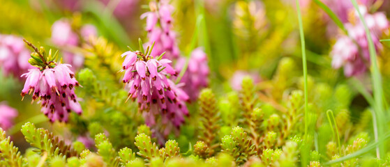 Blooming erica carnea on the field. Pink erica carnea flowers on a blurred background
