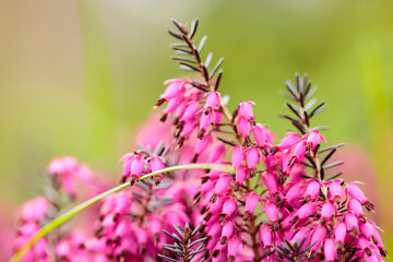 Blooming erica carnea on the field. Pink erica carnea flowers on a blurred background
