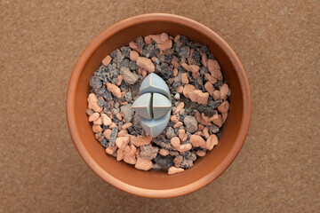 Small potted succulent plant Pleiospilos nelii. Also known as liver plant, stone plant, split rock...