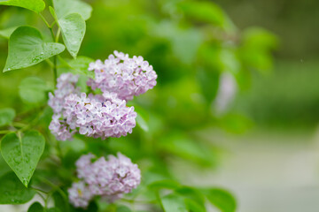 Blooming lilac flowers. Spring lilacs flowers on a blurred background. Nature background. Copy space