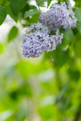 Blooming lilac flowers. Spring lilacs flowers on a blurred background. Nature background. Copy space