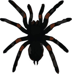 tarantula black and brown illustration