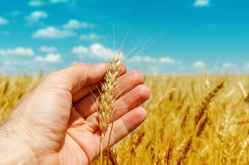 Fototapeta na wymiar hand is holding golden barley over field