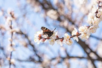 Butterfly on Branch with white cherry blossoms flowers