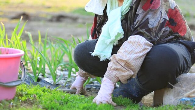 畑の草むしりをしている女性　高齢　農家