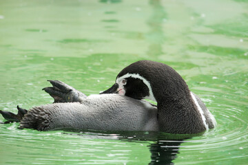 気持ちよさそうに泳ぐフンボルトペンギン　写真　アジア　日本