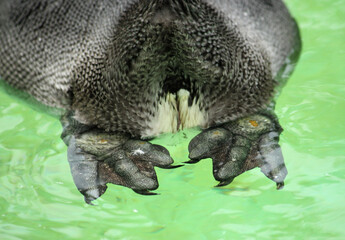 フンボルトペンギンのおしり