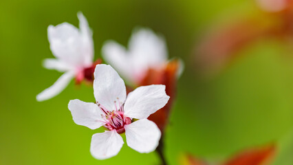 Cherry blossom petals close-up. Cherry flowers on a blurred background