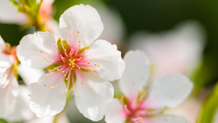 Fototapeta na wymiar Cherry blossom petals close-up. Cherry flowers on a blurred background