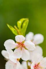 Cherry blossom petals close-up. Cherry flowers on a blurred background