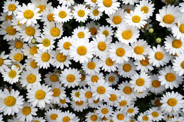 カモミールの白い花