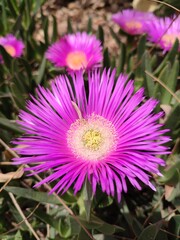 Obraz premium flower of a flower