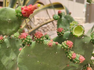 cactus red flowers landscape nature plants 
