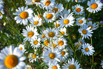 Fototapeta premium Flower of garden or medicinal chamomile . The concept of naturalness. Top view.