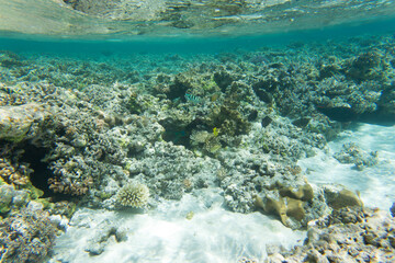 A view of coral reef